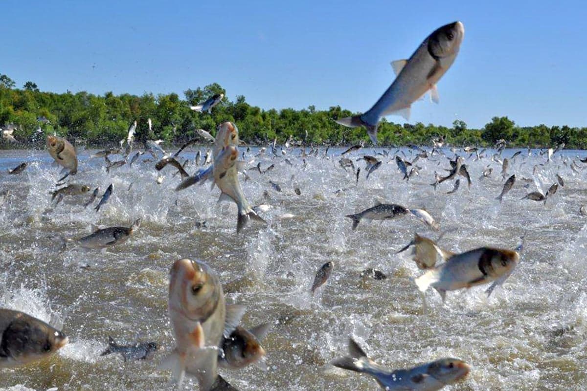 Carp-Caused Chaos Coming Closer: An Invasive Species Is Here