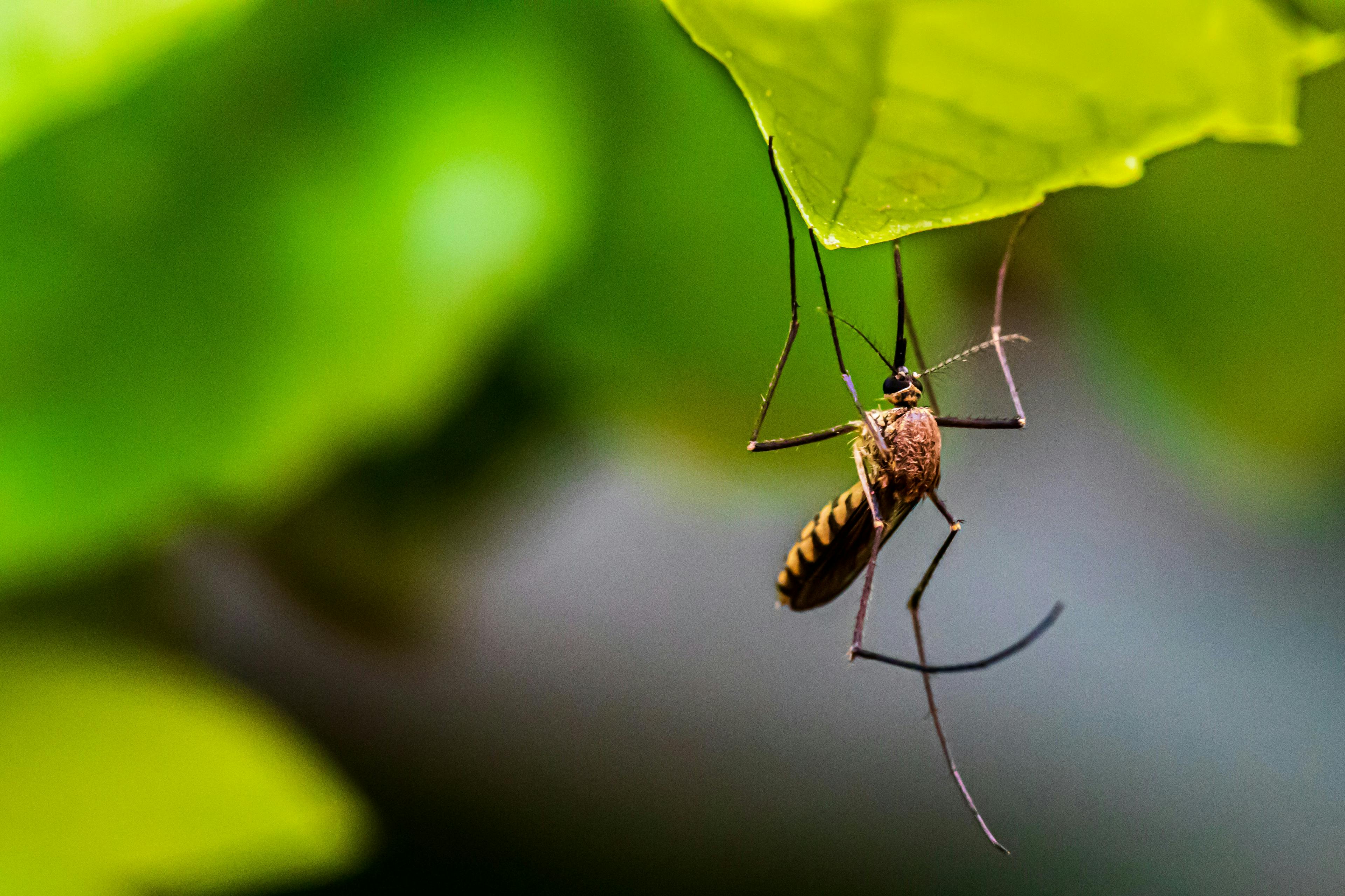  They Have Arrrived: Facts and Myths about Mosquito Prevention